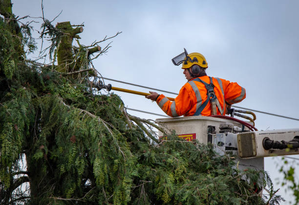 Best Tree Preservation Services  in Dwight, IL