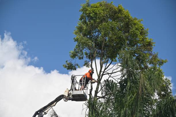 Best Tree Maintenance Programs  in Dwight, IL